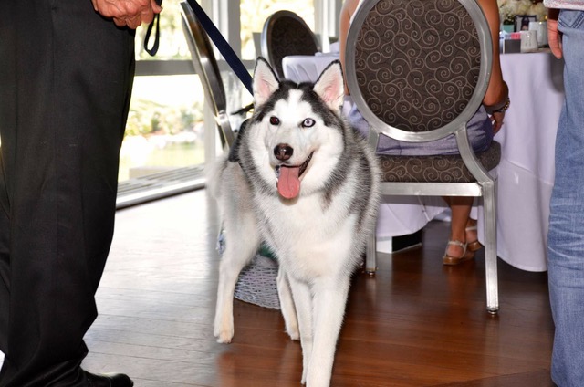 Rob Lerner Photos - Rob at a charity fundraiser for Paw Works with 'Zeus, the Warrior Dog'