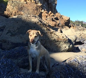 Cooper, learning to be a 'Dog of the World' (You were right Rob... Cooper LOVES the beach!)